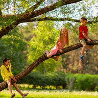 Kinder klettern auf hohen Baum