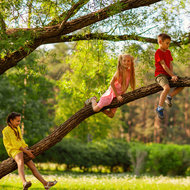 Kinder klettern auf hohen Baum