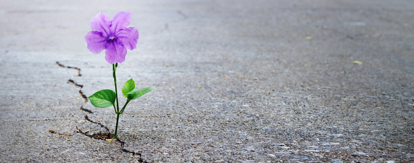 Ein paar Gedanken zum Neuen Jahr - meinefamilie.at Lila Blume wächst aus dem Asphalt