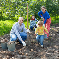 Familie beim Erdäpfel ernten