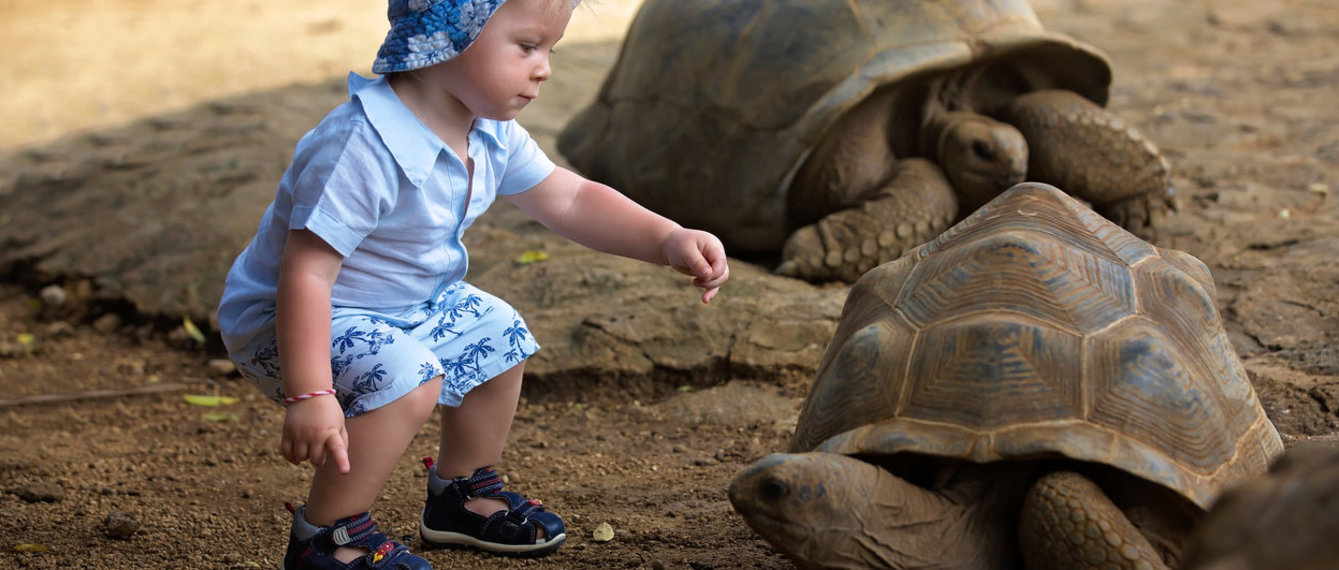 Schildkröte