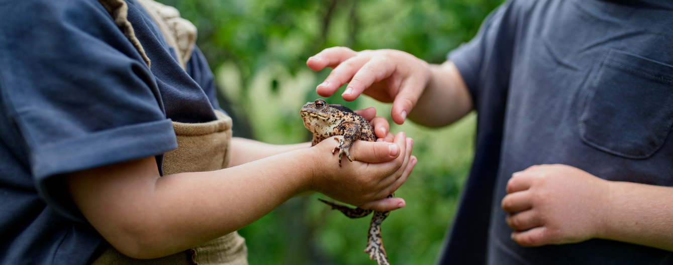 Haustiere: Alternativen, wenn die Eltern ‚Nein‘ sagen - Frosch- meinefamilie.at Frosch
