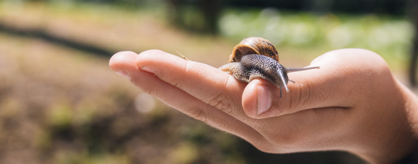 Haustiere: Alternativen, wenn die Eltern ‚Nein‘ sagen - Schnecke - meinefamilie.at Schnecke
