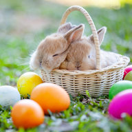 Hase im Osternest mit Eiern