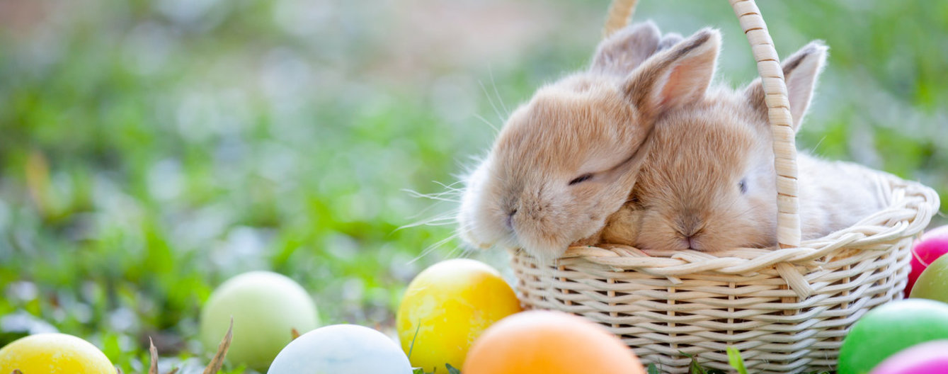Günstige Ideen fürs Osternest - meinefamilie.at Hase im Osternest mit Eiern
