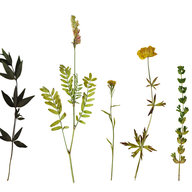 verschiedene getrocknete Planzen