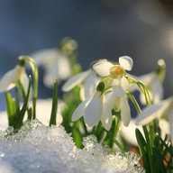 Schneeglöckchen die durch die Schneedecke gebrochen sind
