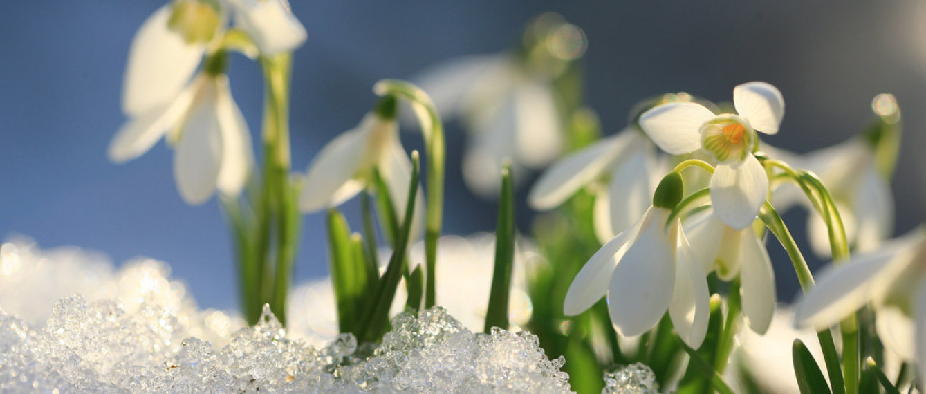 Schneeglöckchen die durch die Schneedecke gebrochen sind