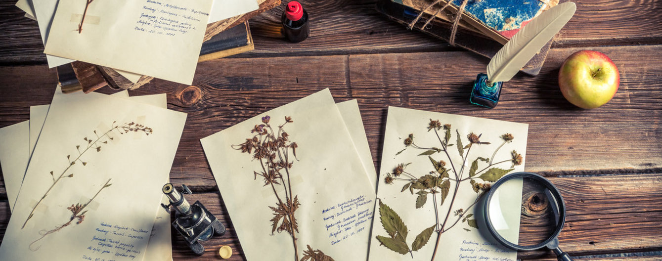 Herbarium anfertigen