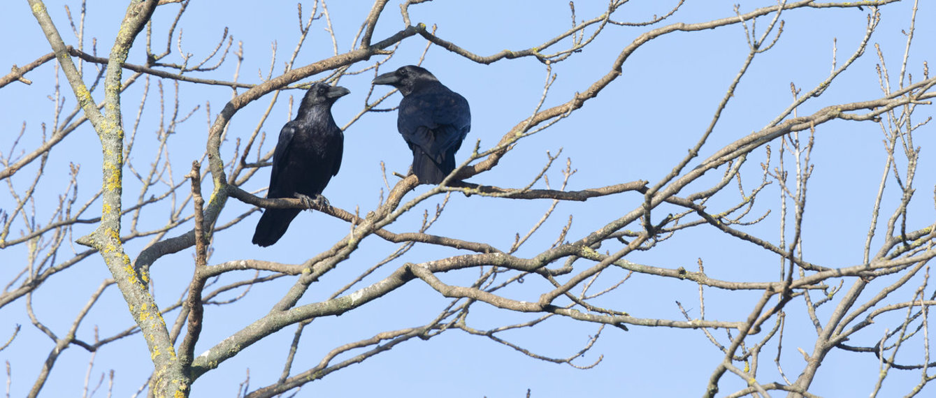 zwei schwarze Vögel auf dem Baum