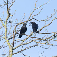 zwei schwarze Vögel auf dem Baum