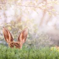 Osterhase im Gras