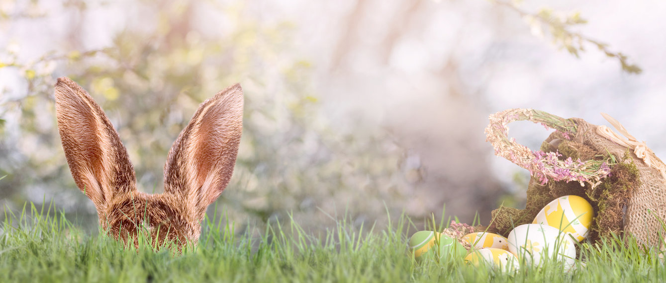 Osterhase im Gras