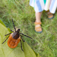 Zecke lauert neben Kind