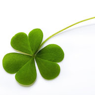 3 Blättriges Kleeblatt